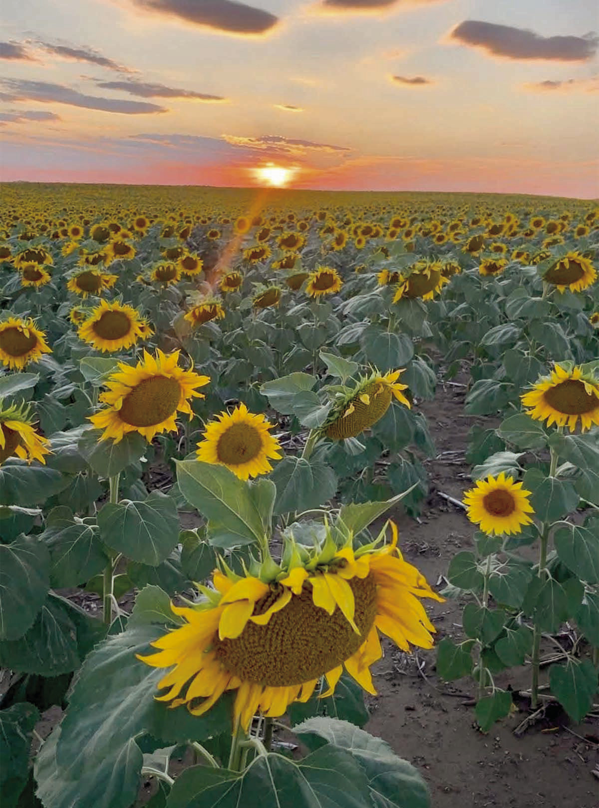 The sun setting behind a field of sunflowers growing along Highway 20 between Timber Lake and Isabel creates a colorful landscape. Photo courtesy of Lavon Booth