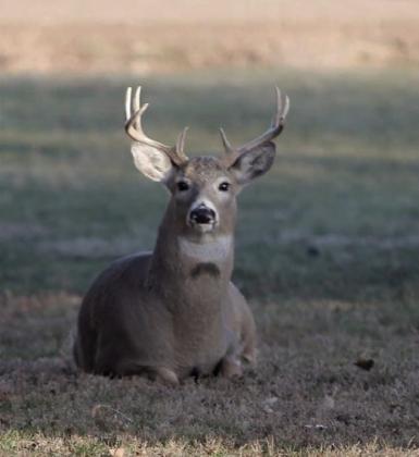 A white-tail buck rests in an alley in Isabel. Photo by Jon Flatland