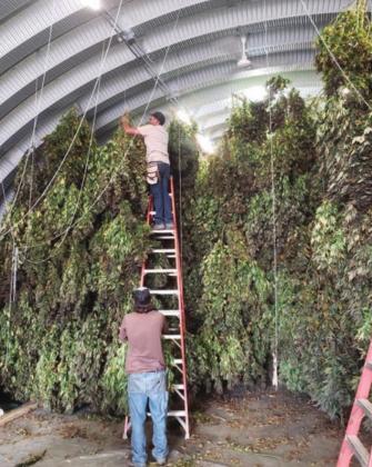 The hemp plants are hung upside down to dry. William Kougl, a high school classmate of Shane’s who lives in Montana, is on the ladder and Andy, Shane’s brother-in-law and a hemp expert, helps.