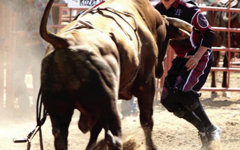 Bullfighter Dayton Spiel of Parade was injured during the Sitting Bull Stampede last year after being struck in the eye with a bull bell. The Stampede committee will provide each bull rider this year with a Licabell - a pliable reubber alternative to the traditional metal bell. Licabell is donating a portion of the proceeds from the purchase to Spiel.