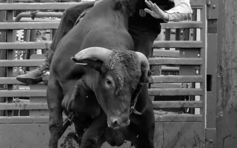 Thane Keller of Trail City (left) was shaken off his bull shortly after leaving the chute for no score at the Isabel Rodeo; Courtney Ulrichsen’s loop (below) missed its mark in ladies breakaway during Sunday slack at the rodeo arena. When he’s not being a pickup man, JJ Hunt of Ridgeview likes to wrestle steers (bottom), but this one got away from him. Visit the Timber Lake Topic Facebook page for more photos from the Isabel Celebration and rodeo. Photos by Jon Flatland