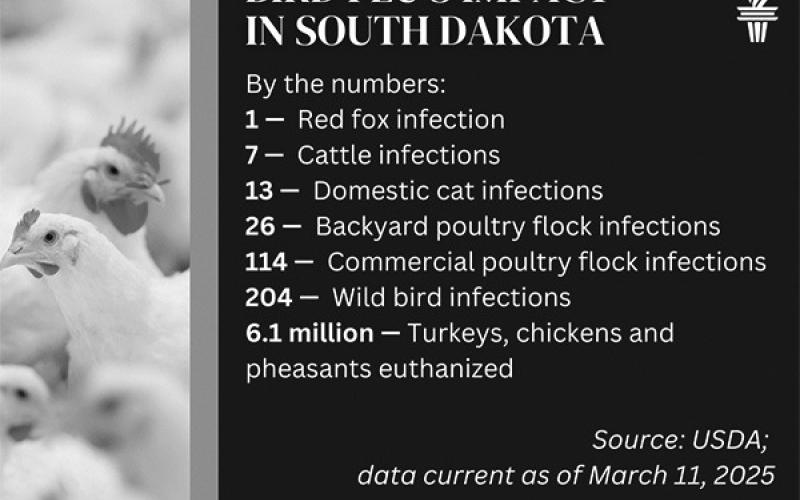 Bird flu in South Dakota