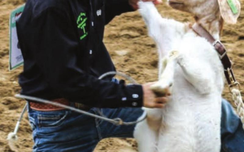 Fletcher Birkeland, Dupree, wraps up a goat during the 4-H rodeo in Faith. Photos by Jon Flatland