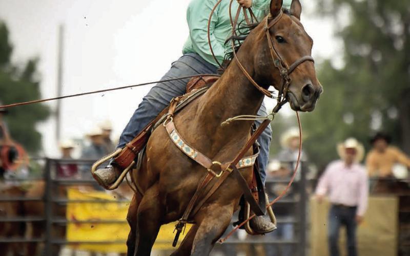 Royce Grueb of Faith, paired with his brother, Trason Grueb, was among the competitors in the Jr. Team Roping event at the South Dakota 4H Rodeo Finals last weekend, Aug. 15-17, in Ft. Pierre. Photo by Chuck Miner