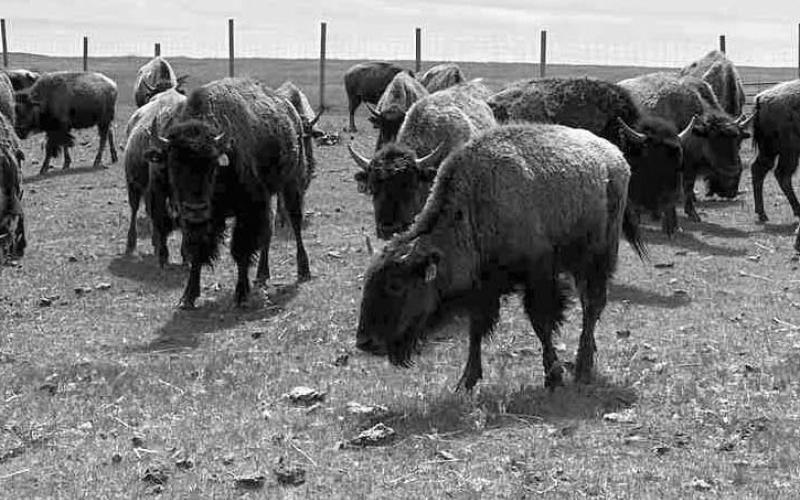 Seventy-four bison were recently transported from The Wilds in Ohio to the Cheyenne River Sioux Tribe (CRST) Buffalo Authority.