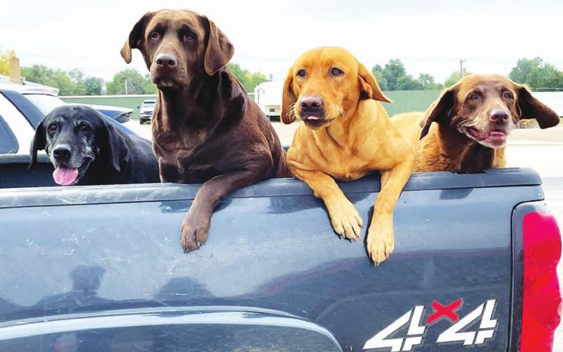 Bird dogs