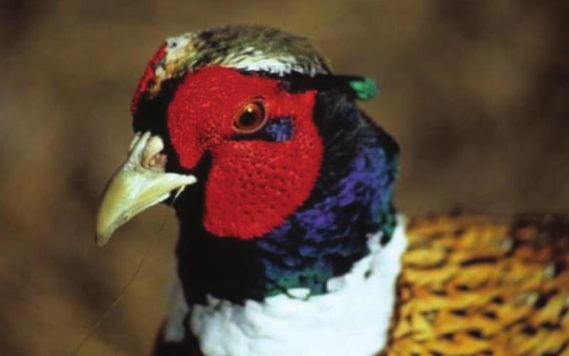 Changes proposed to state pheasant season