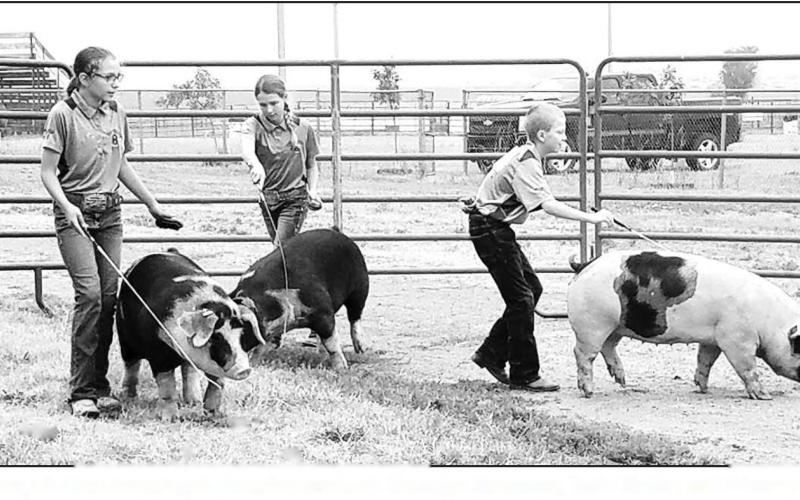 Dewey County 4-Hers showing their swine are L-R: Bricelyn Pederson, Josie Boldt, and Gracen Gill,