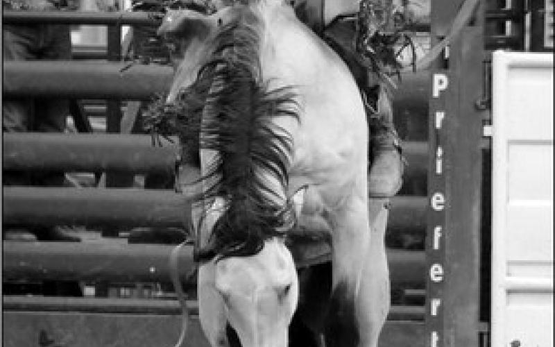 Fletcher Birkeland of Dupree shows the form that earned him second place overall in bareback bronc riding at the State 4-H Finals.