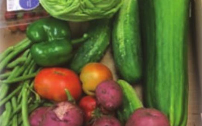Vegetables are being harvested