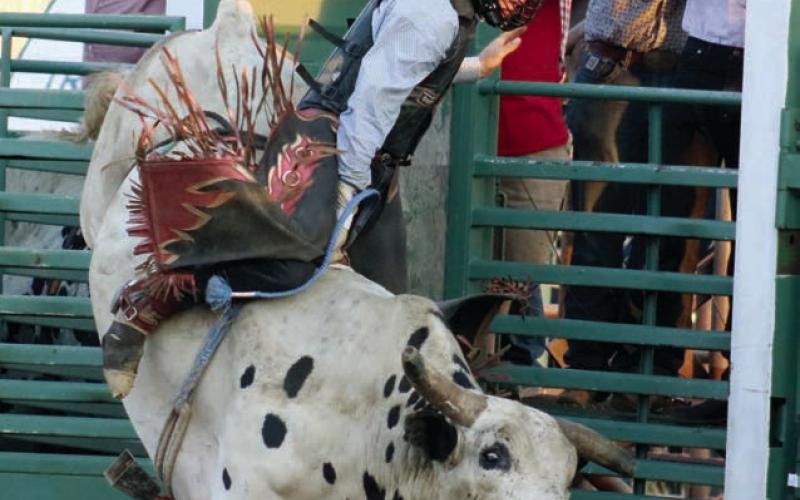 Timber Lake cowboy Thane Keller was among the 29 participants in the Cowboys Care Bull Bash held in Isabel on Saturday, July 13. The event was a fundraiser for the Horizon Health Foundation. See more bullriding photos on the Topic Facebook page. Photo by Jon Flatland