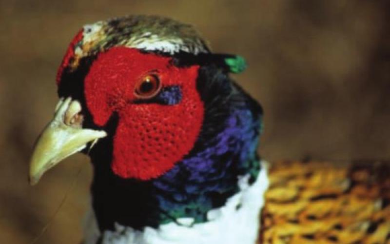Outlook for pheasant season looks promising