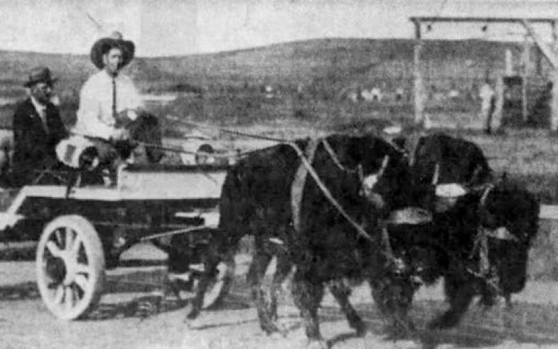 ‘Dakota’ Clyde Jones and his wagon-trained buffalo team. He once tried to saddle an elk. It ended badly. Photo from Rapid City Journal
