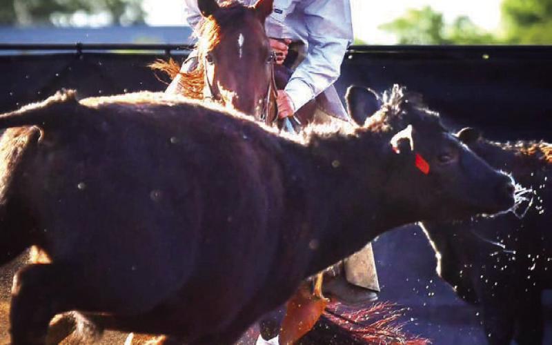 Rope Roghair is focused while competing in the boys cutting competition at the State HS Finals Rodeo in Ft. Pierre last weekend. Roghair won the state boys cutting championship and later added the saddle bronc riding crown, advancing him to the National HS Finals Rodeo in Wyoming in both events later this summer. Photo Courtesy of Chuck Miner/4C Photography
