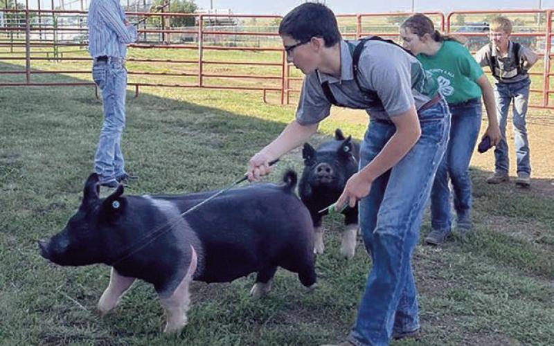 Levi Berndt of Isabel competes in the swine judging.