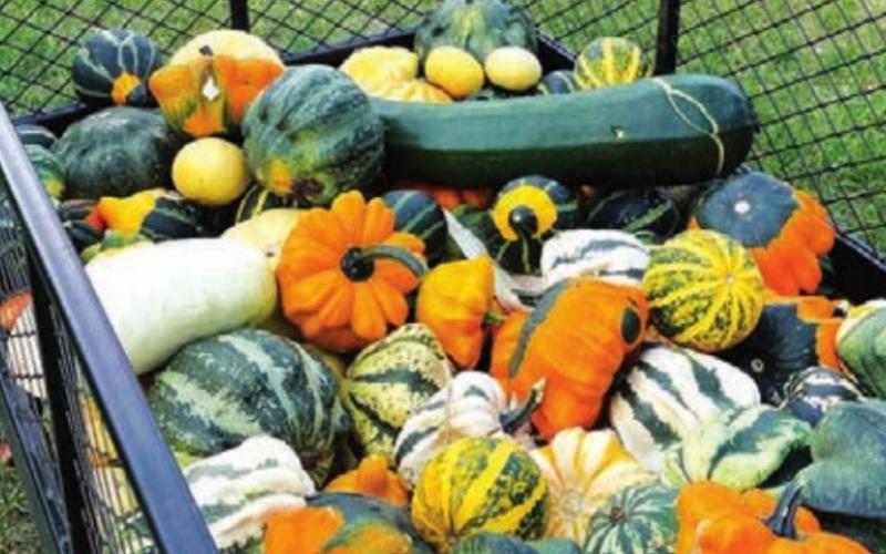 ABOVE: Colorful gourds weren’t on the menu but were free for the taking.