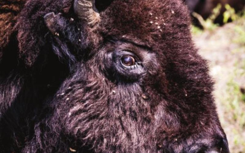 Farm to School program on the table for Timber Lake