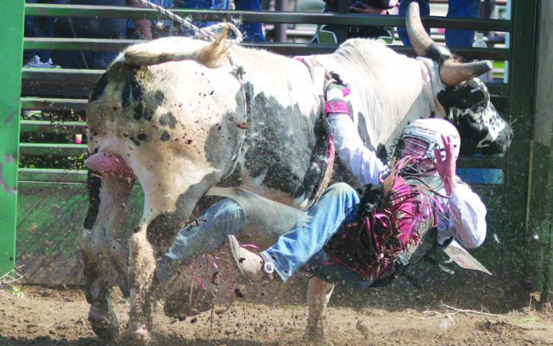 Thane Keller of the Timber Lake High School Rodeo Team found himself hung up after being ejected during a bull ride at the Timber Lake High School Rodeo on Saturday, May 27. With the help of bullfighters, Keller was able to free his hand and avoided serious injury. Photo by Jon Flatland