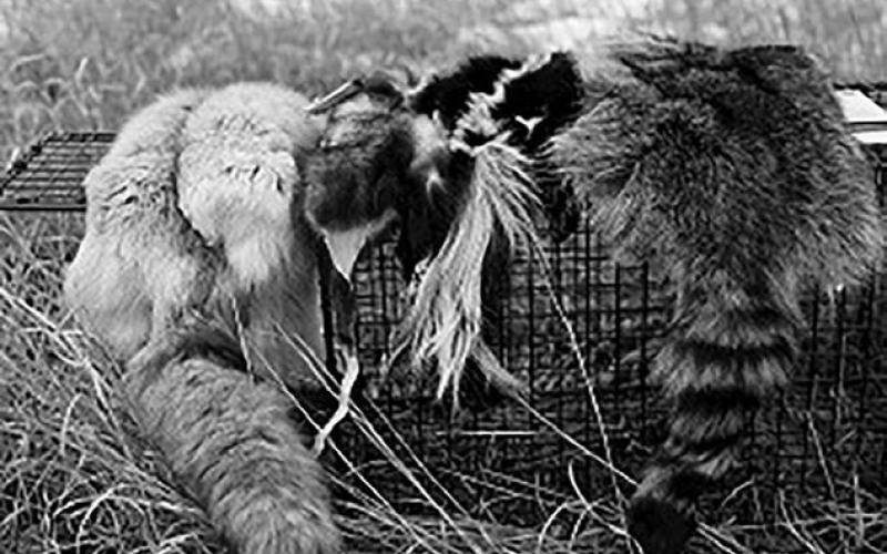 GFP Bounty Program modified to focus on youth trapping and coyote removal