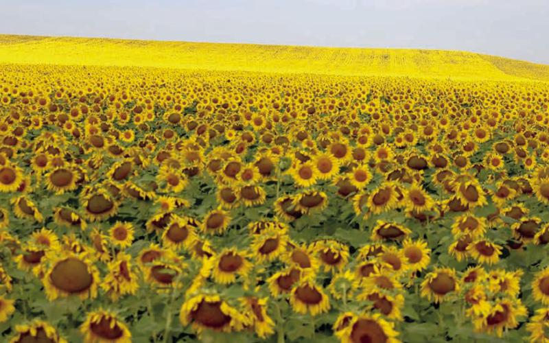 Sunflowers face East to catch the early morning rays of sun on a hillside west of Timber Lake on Monday. Reports from area ag producers indicate this year’s sunflower and corn crops are above average, however, wheat fields across the region are not producing as well as it was hoped they would. Photo by Jon Flatland