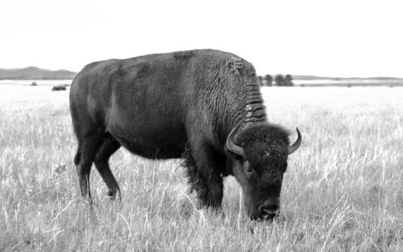 Through a new pilot project with the USDA, the CRST Buffalo Authority Corp. has been awarded two six month contracts to provide bison meat from its roughly 2,000 head herd to the Rosebud and Sisseton-Wahpeton reservations on a monthly basis. Photo by Jon Flatland