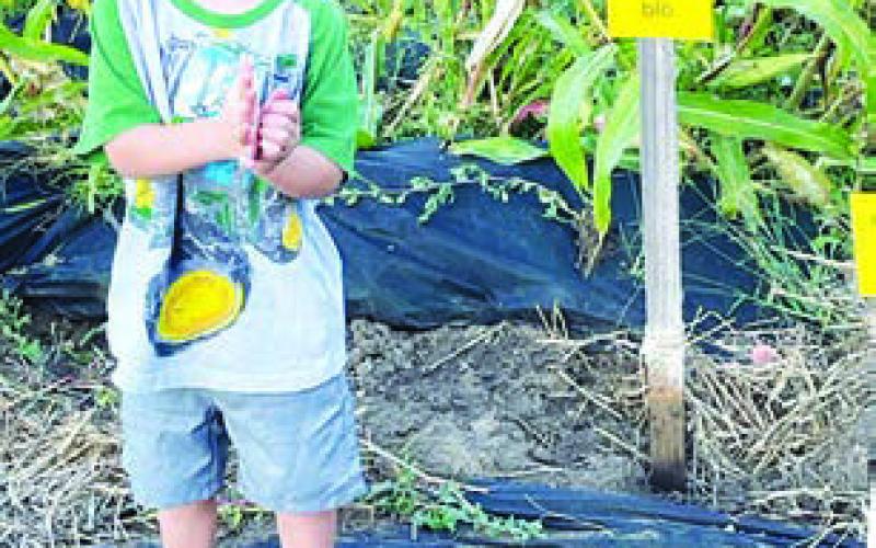 Koleson Long inspects the Community Garden at the Harvest Festival (More inside)