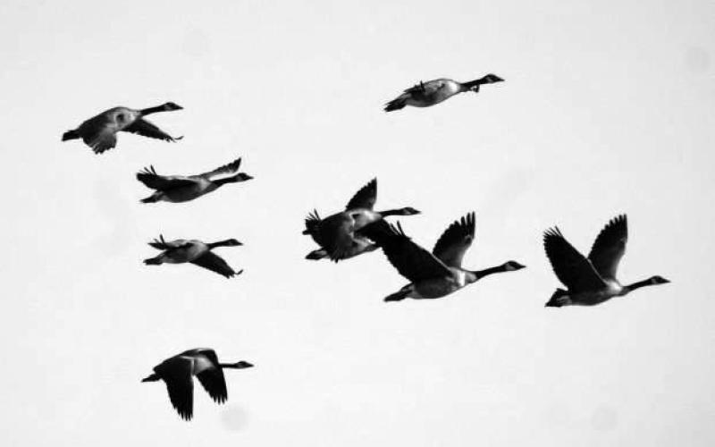 Large numbers of Canadian geese have been passing through the area on their return to Canada, perhaps fooled by the unseasonably warm weather conditions of the past two weeks. All that could end this weekend with the National Weather Forecast putting the region in the middle of a massive winter storm that could extend multiple days.