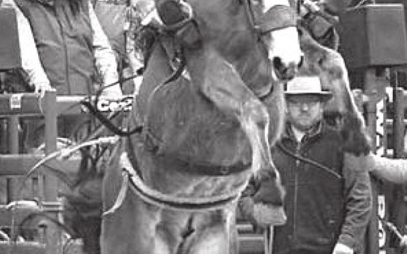 Cinch Hebb won the Borncs for Breakfast event at the Black Hills Stock Show. Photo courtesy of Bryan Bender Photography