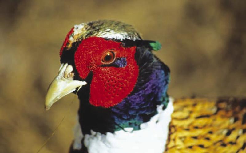 According to a state Game, Fish &amp;amp; Parks forecast, a mild winter and favorable spring weather were great for the region’s pheasant population. Topic Photo