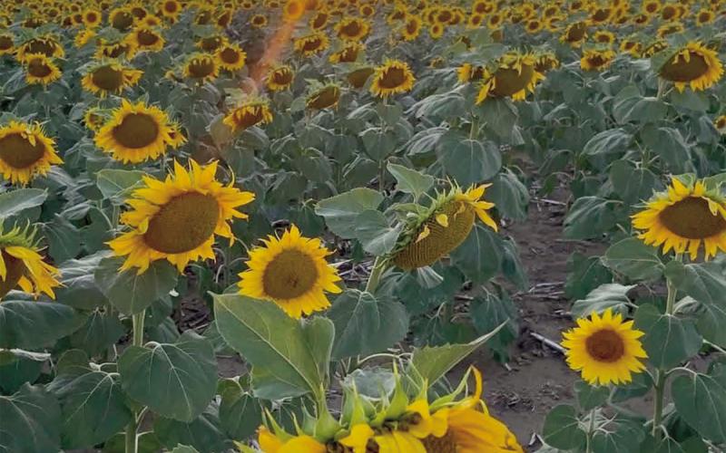 The sun setting behind a field of sunflowers growing along Highway 20 between Timber Lake and Isabel creates a colorful landscape. Photo courtesy of Lavon Booth