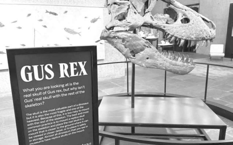 Gus, one of the most complete T. rex skeletons ever found, will go on the auction block at Sotheby’s in New York City.