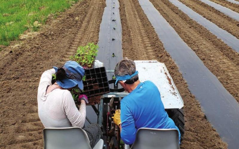 Cathy Weber and her mother-in-law, Johny Weber of Timber Lake, individually hand-planted the 3000 hemp seedlings which were started in a greenhouse.