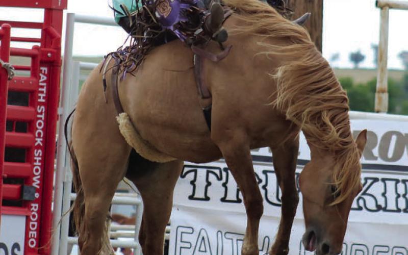Taylon Carmody of Mobridge shows off the form that won him the bareback bronc riding title at three different rodeos over the weekend. Carmody leaves this week for Texas, where he will rodeo for Tarleton State University. Photo by Jon Flatland