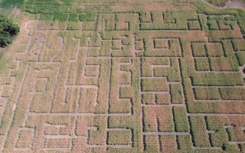 The Bridge City Corn Maze at Mobridge has an ornate arrangement of passagways.