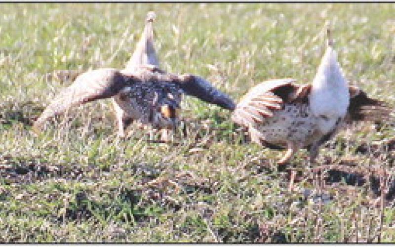 A pair of grouse perform a mating dance this spring near Lake Isabel. According to the South Dakota Game, Fish &amp;amp; Parks, nearly 99,000 grouse were harvested in the state in 2024. Photo by Jon Flatland