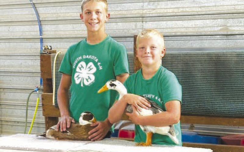 Isaac and Eli Zeug showed poultry at the 2025 Achievement Day.