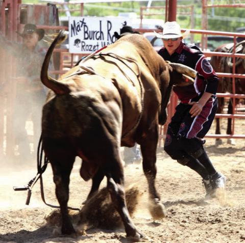 Bullfighter Dayton Spiel of Parade was injured during the Sitting Bull Stampede last year after being struck in the eye with a bull bell. The Stampede committee will provide each bull rider this year with a Licabell - a pliable reubber alternative to the traditional metal bell. Licabell is donating a portion of the proceeds from the purchase to Spiel.