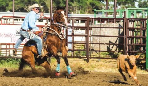 JC Lawrence of Whitehorse follows his rope during the calf roping portion of the Days of 1910 Rodeo in Timber Lake. Lawrence claimed fourth place in the event with a 12.10 second go. Photo by Jon Flatland