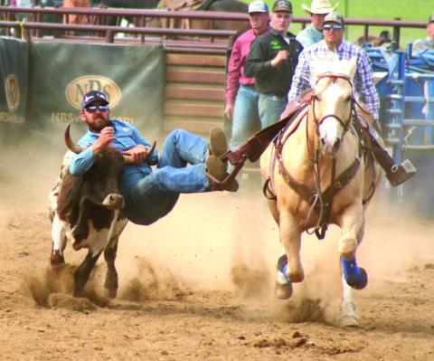 Photo by Jon Flatland Riley Reiss of Killdeer hooks up with a steer during the OK Livestock Steer Wrestling Shootout in Dupree on Saturday, May 25. The shootout came down to a pair of high school cowboys - Tristan Spencer and Trey Bombach - with Bombach coming away with the $10,000 top prize.