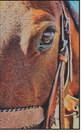 State vet warns horse owners about Equine Herpes Virus
