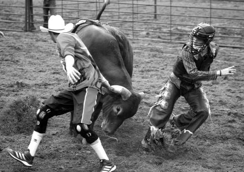Bullfighter Darwyn Thompson draws the bull away from bull rider Wynn Lawrence of White Horse after Lawrence was bucked off. Lawrence will compete in bull riding and saddle bronc riding at the 75th annual South Dakota High School Finals Rodeo slated this weekend in Ft. Pierre. Photo by Jon Flatland