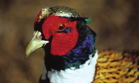 Changes proposed to state pheasant season