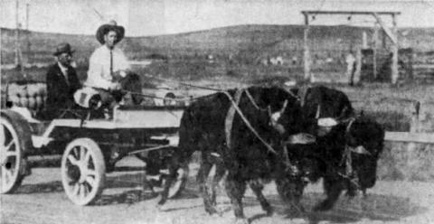 ‘Dakota’ Clyde Jones and his wagon-trained buffalo team. He once tried to saddle an elk. It ended badly. Photo from Rapid City Journal