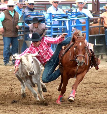 Dupree cowboy Bobby Brewer competes in steer wrestling at the South Dakota Northwest Region High School Rodeo held in Dupree last Saturday and Sunday, June 8-9. Brewer qualified for the State High School Rodeo Finals for the second consecutive year and will compete for a state title in Ft. Pierre this weekend. Photo by Jon Flatland