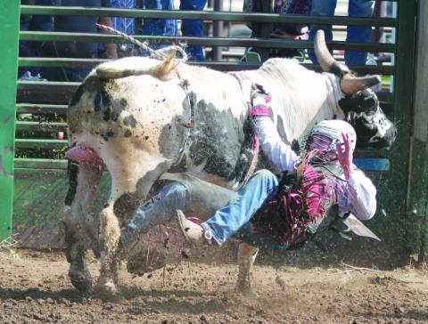 Thane Keller of the Timber Lake High School Rodeo Team found himself hung up after being ejected during a bull ride at the Timber Lake High School Rodeo on Saturday, May 27. With the help of bullfighters, Keller was able to free his hand and avoided serious injury. Photo by Jon Flatland