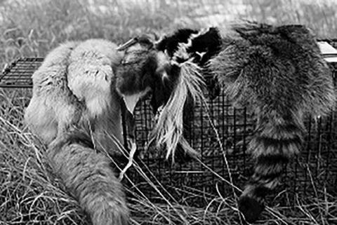 GFP Bounty Program modified to focus on youth trapping and coyote removal