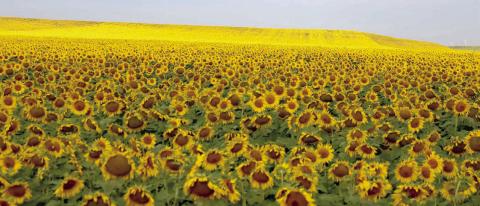 Sunflowers face East to catch the early morning rays of sun on a hillside west of Timber Lake on Monday. Reports from area ag producers indicate this year’s sunflower and corn crops are above average, however, wheat fields across the region are not producing as well as it was hoped they would. Photo by Jon Flatland