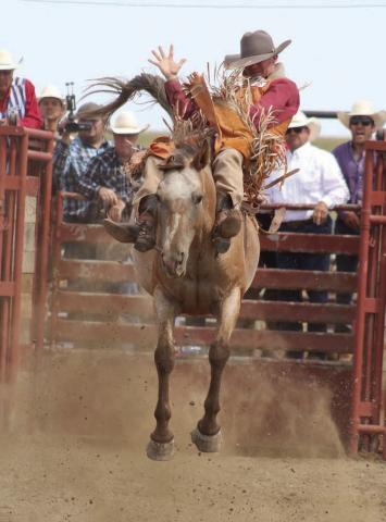 Conner Heinert of New Underwood won the Eagle Butte INFR Rodeo bareback bronc riding title on Monday, Sept. 2, on the second-to-the-last ride in the event. Heinert scored 85 points to be crowned champion and automatically qualifies for the INFR Finals in October. Photo by Jon Flatland