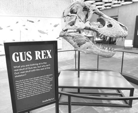 Gus, one of the most complete T. rex skeletons ever found, will go on the auction block at Sotheby’s in New York City.