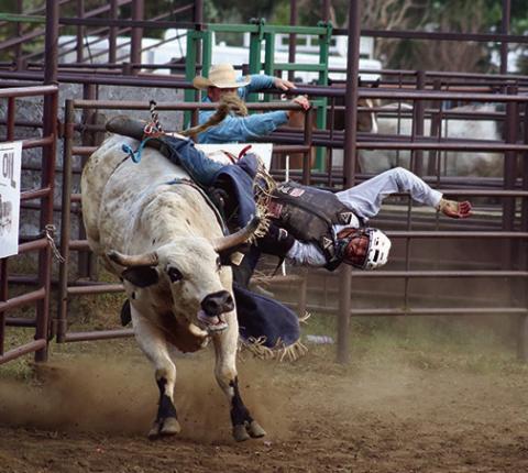 Trail City cowboy Mark Sandquist got two re-rides on bulls at the Days of 1910 Rodeo in Timber Lake on Sunday, July 28, managing to stay aboard just long enough on his third go to win the rodeo bull riding championship with a 67 point effort. Photo by Jon Flatland